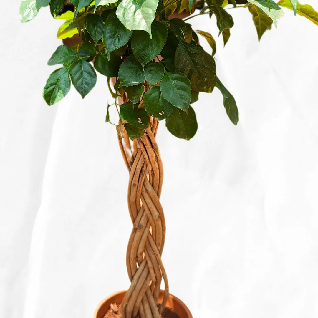 Buy China Doll Braided (Radermachera Sinica) - Plant Online at Lalitenterprise