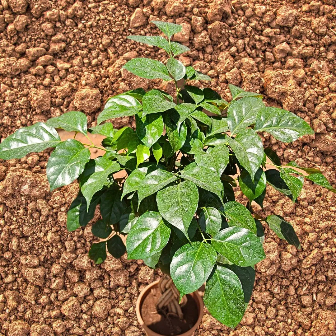 Buy China Doll Braided (Radermachera Sinica) - Plant Online at Lalitenterprise