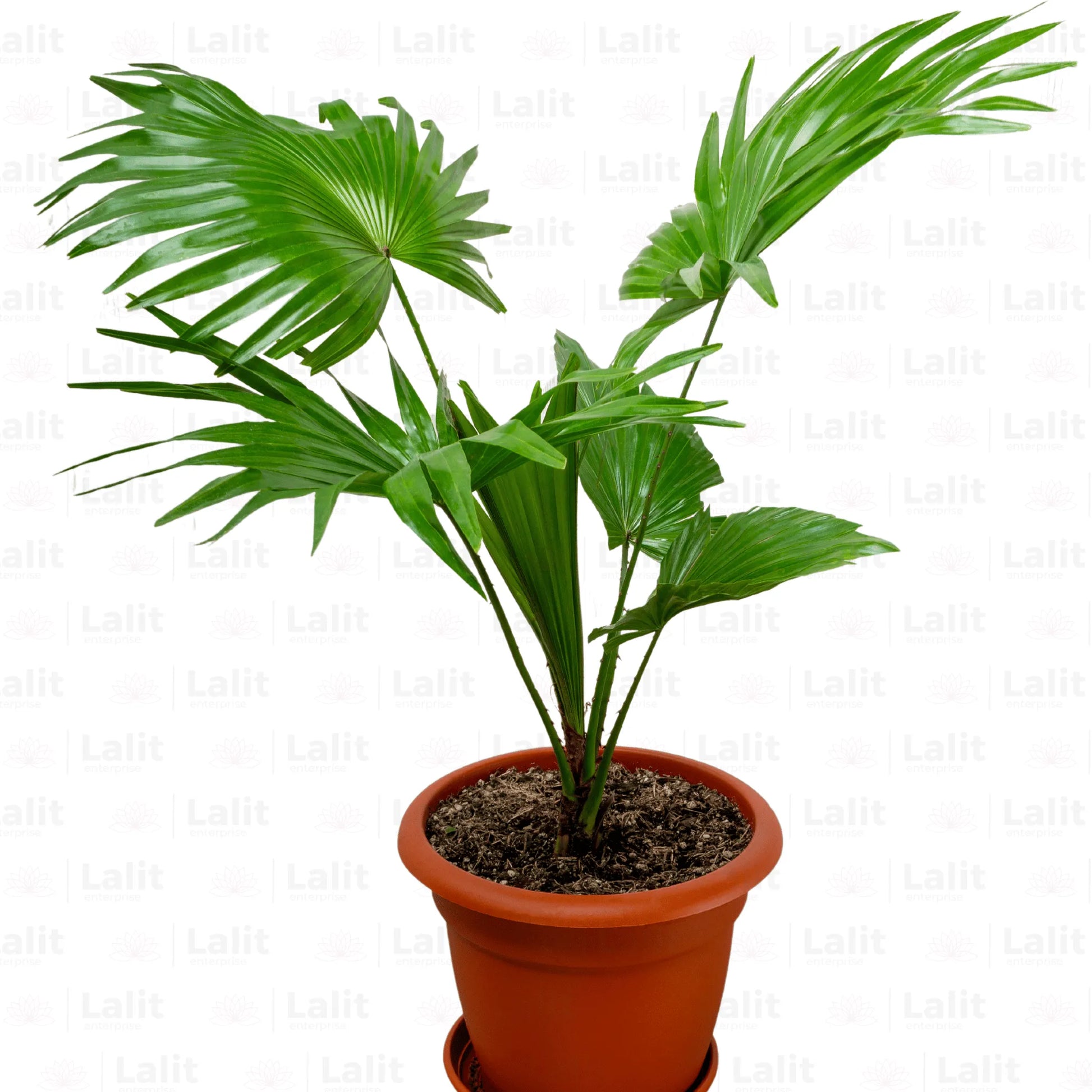 Buy China Palm (Livistona Chinensis) Plant Online at Lalitenterprise