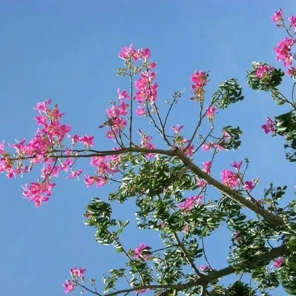 Buy Chorisia Speciosa (Silk Floss Tree) - Plant Online at Lalitenterprise