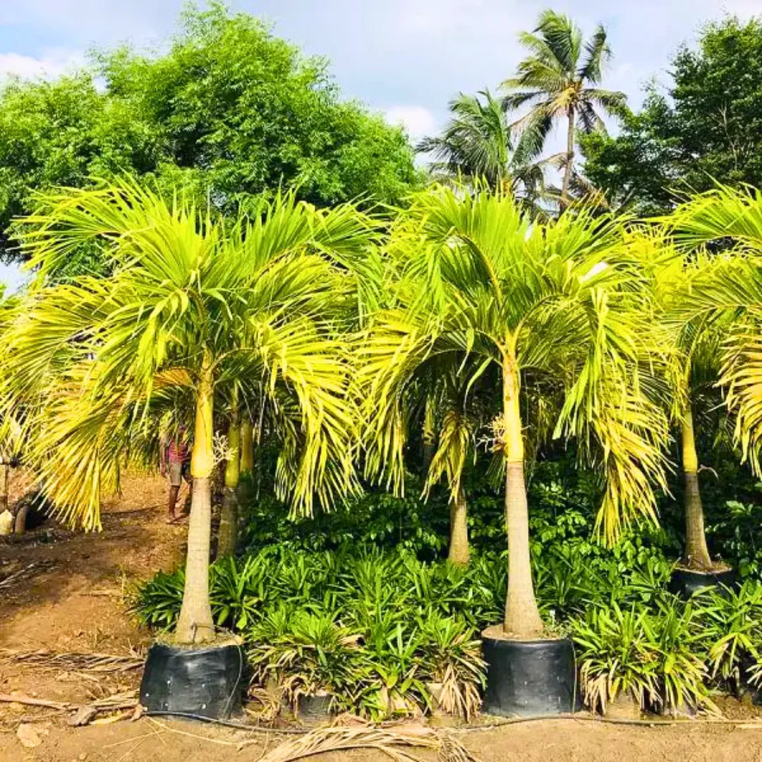 Buy Christmas Palm "Golden" (Veitchia Merreilii) - Plant Online at Lalitenterprise