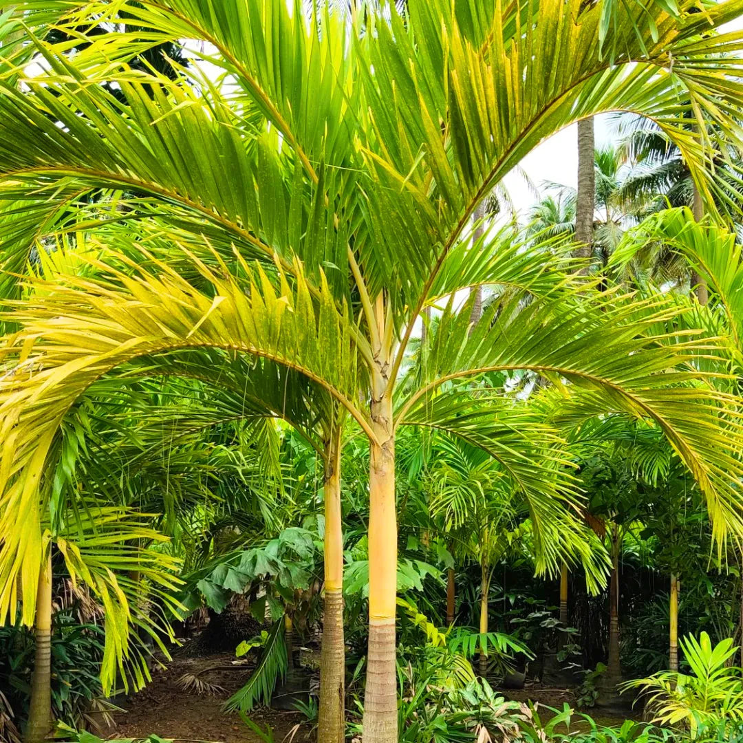 Buy "Golden" Veitchia Merreilii - Plant Online at Lalitenterprise