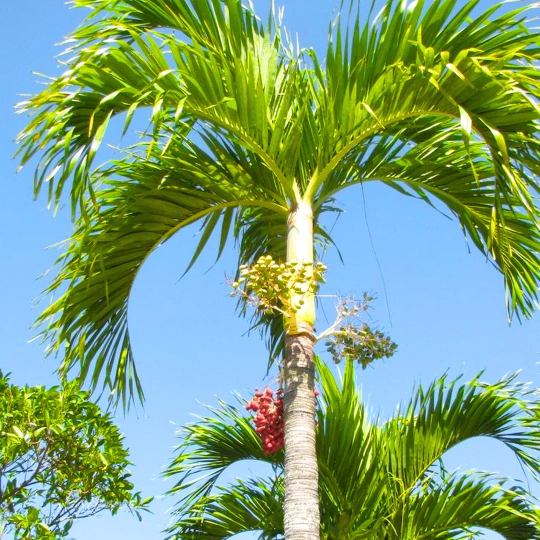 Buy Adonidia Merrilli - Plant Online at Lalitenterprise