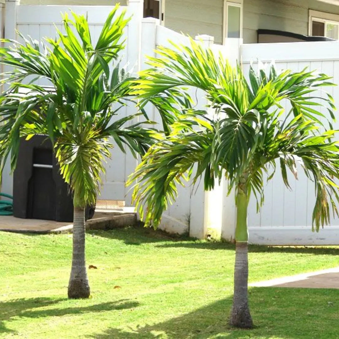Buy Christmas Palm (Adonidia Merrillii) "Manila Palm" - Plant Online at Lalitenterprise