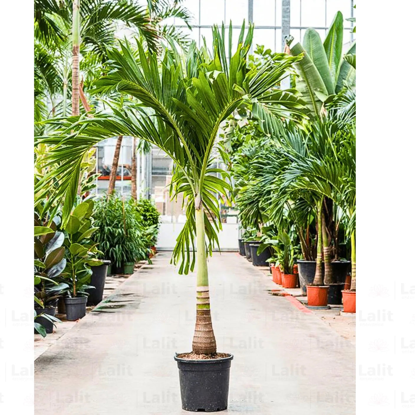 Buy Christmas Palm (Adonidia Merrillii) "Manila Palm" - Plant Online at Lalitenterprise
