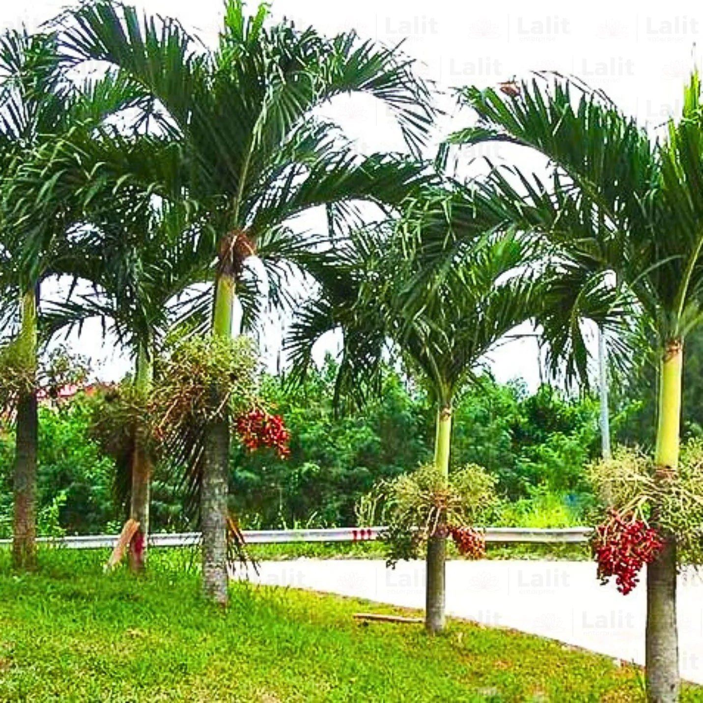 Buy Adonidia Merrillii - Plant Online at Lalitenterprise