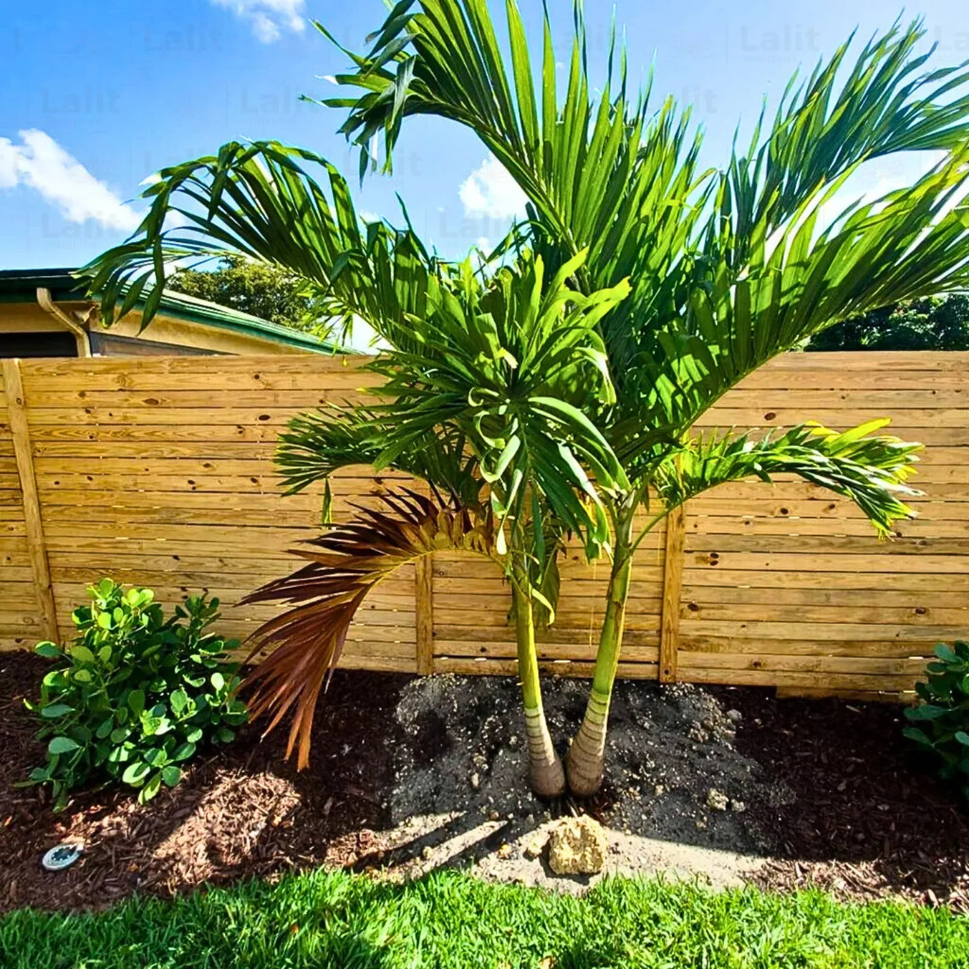 Buy "Manila Palm" - Plant Online at Lalitenterprise