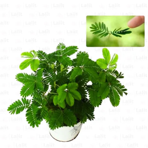 Buy Chui - Mui "Shame Plant" Online at Lalitenterprise