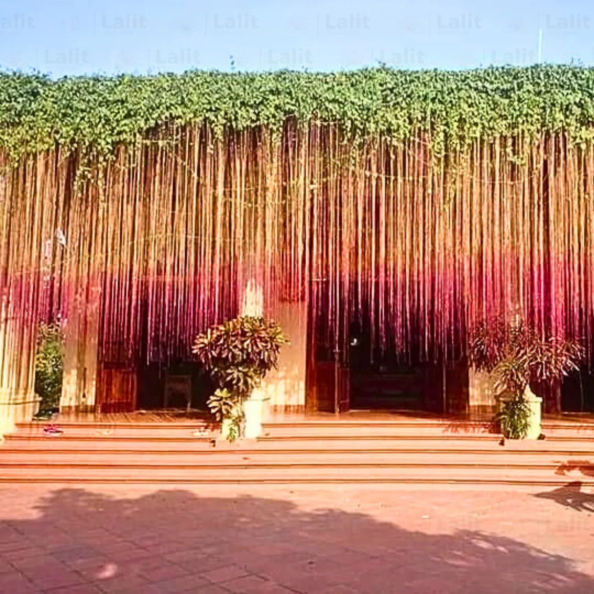Buy Princess Vine - Plant Online at Lalitenterprise