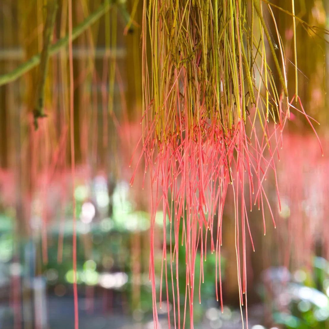 Buy Cissus Nodosa (Princess Vine) "Creeper" - Plant Online at Lalitenterprise