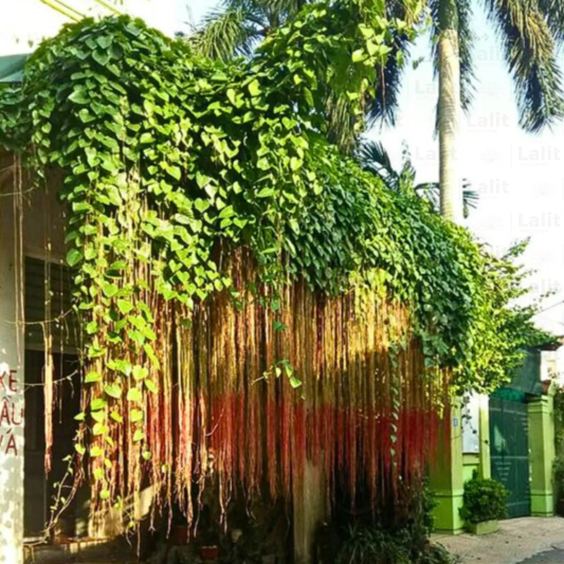 Buy Cissus Nodosa "Creeper" - Plant Online at Lalitenterprise