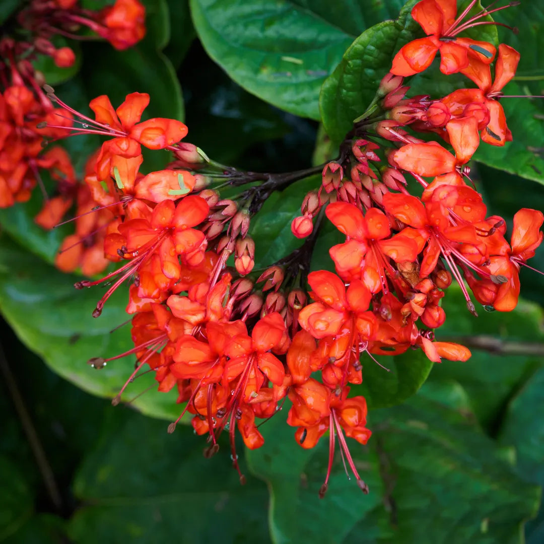 Clerodendrum Splendens Flowering Plant