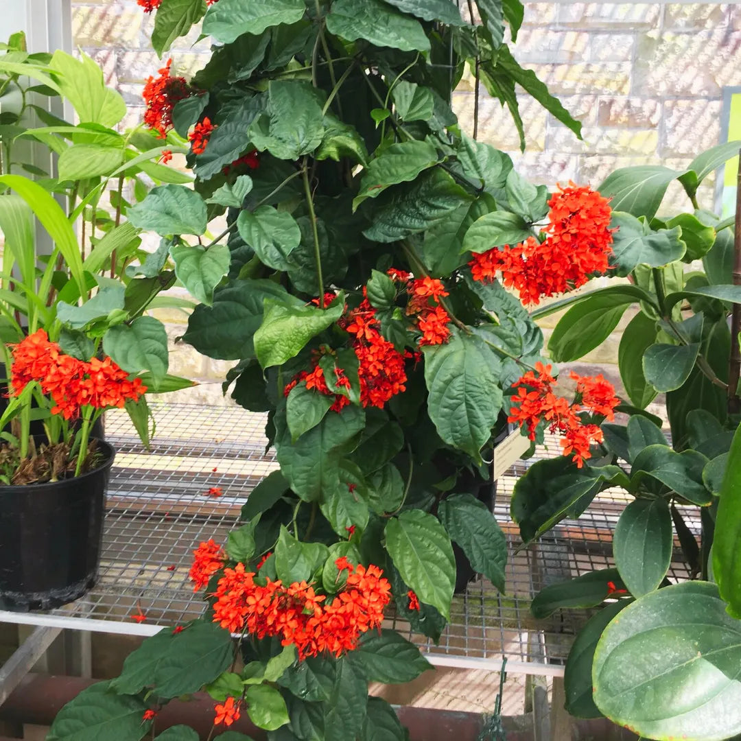 Flaming Glorybower Vine Plant