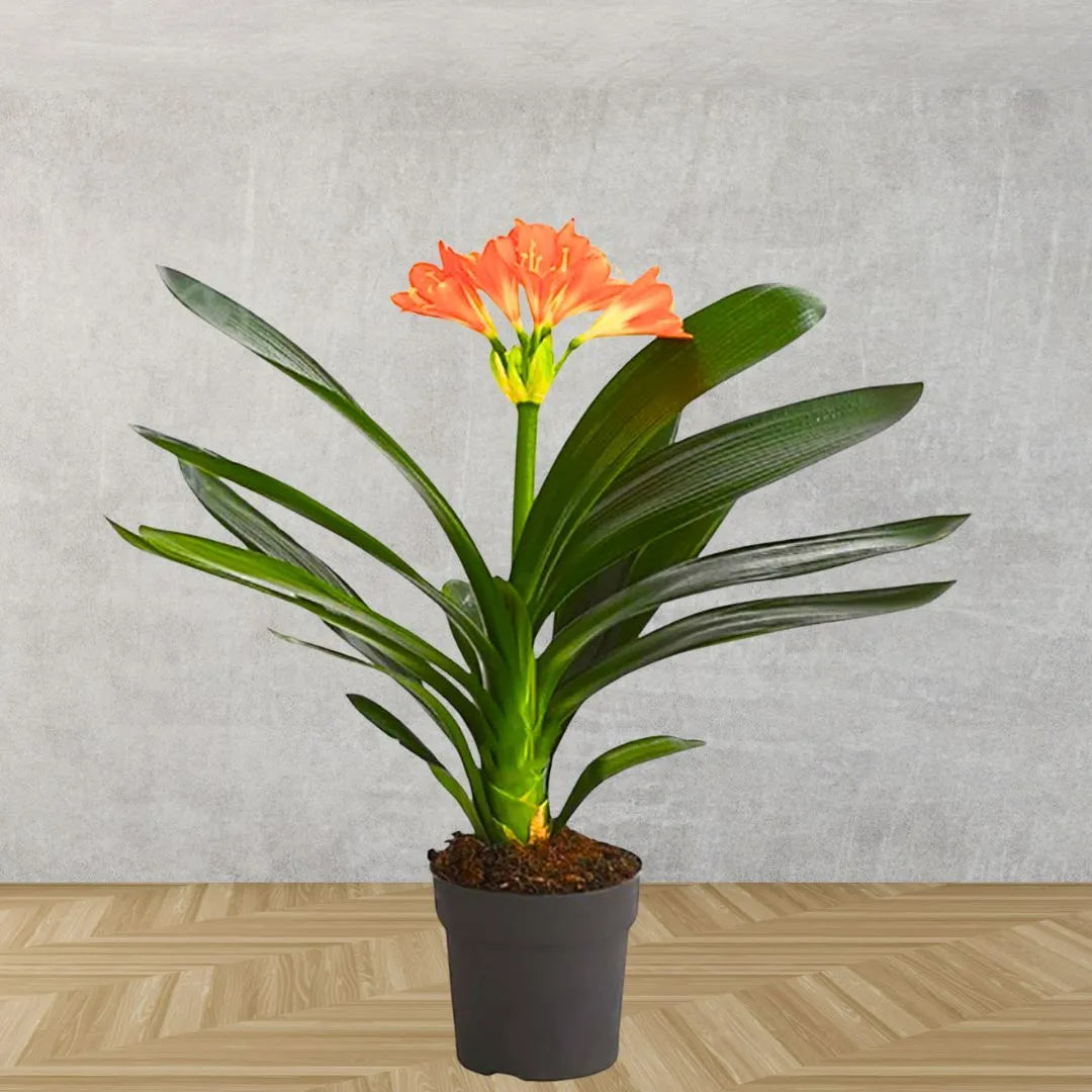 Buy Clivia Miniata (Natal Lily or Bush Lily) - Plant Online at Lalitenterprise