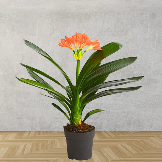 Buy Clivia Miniata (Natal Lily or Bush Lily) - Plant Online at Lalitenterprise