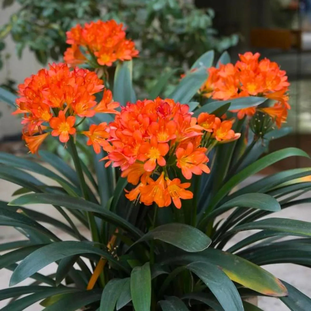 Buy Clivia Miniata (Natal Lily or Bush Lily) - Plant Online at Lalitenterprise