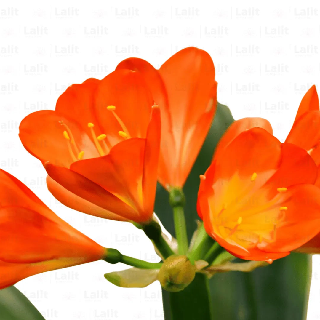 Buy Clivia Miniata- Plant Online at Lalitenteprise