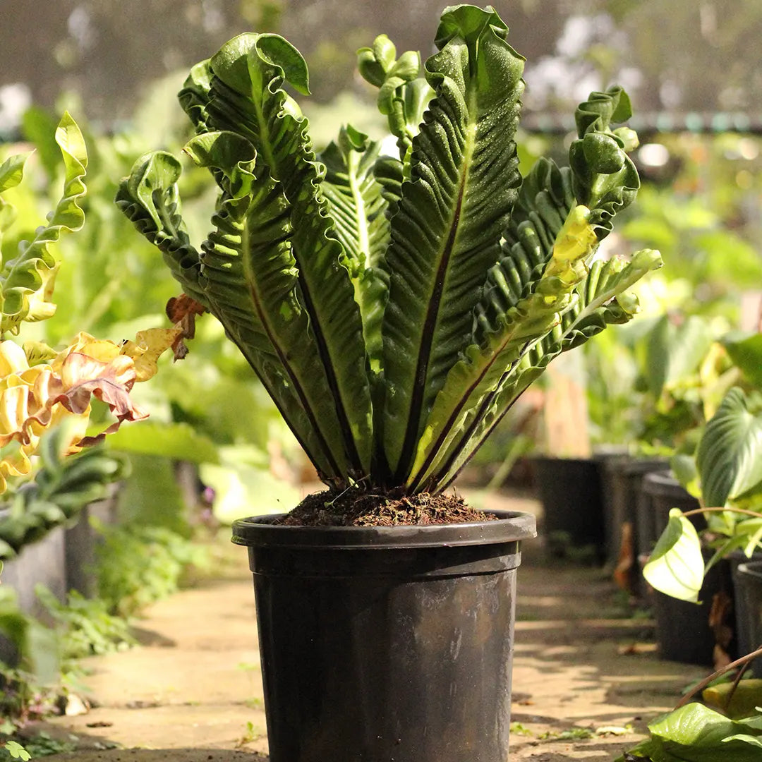 Buy Cobra Fern (Asplenium Nidus fern) - Plant Online at Lalitenterprise