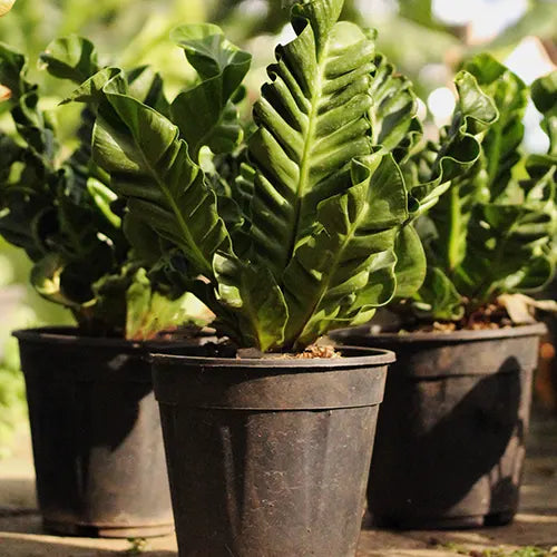 Buy Asplenium Nidus fern - Plant Online at Lalitenterprise