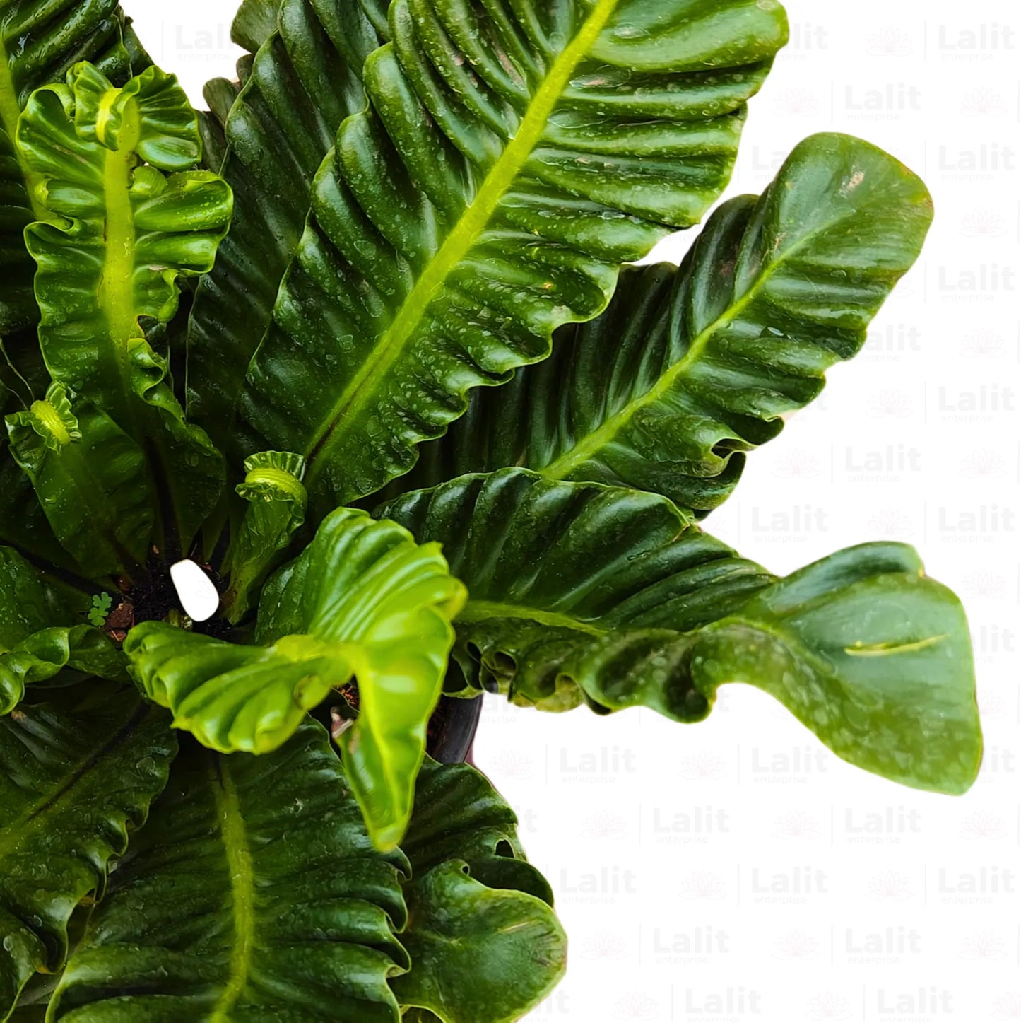 Buy Cobra Fern - Plant Online at Lalitenterprise