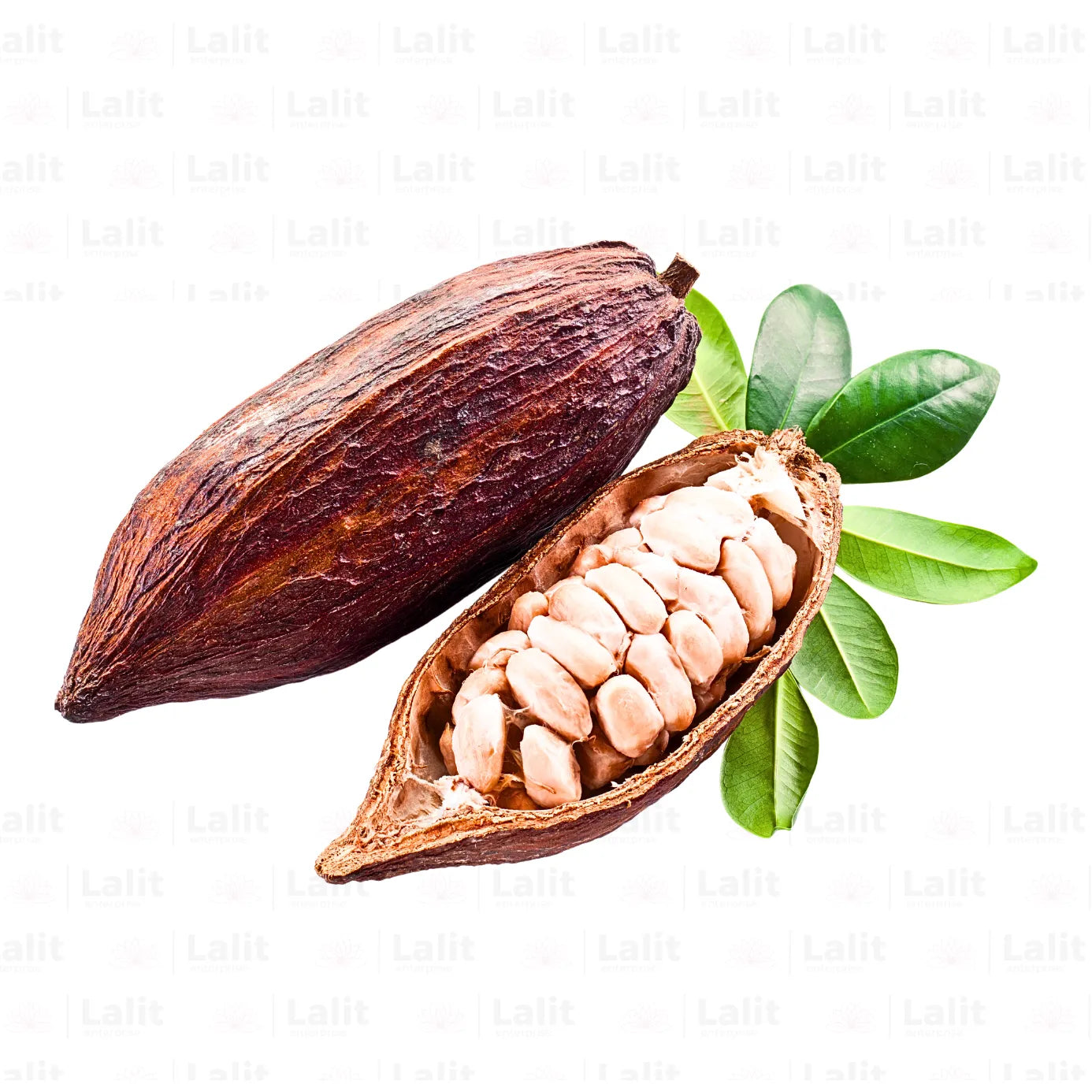 Buy Cocoa - Plant Online at Lalitenterprise