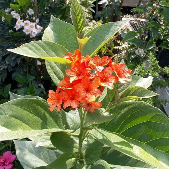 Buy Geiger Tree, (Cordia Sebestena) - Plant Online at Lalitenterprise