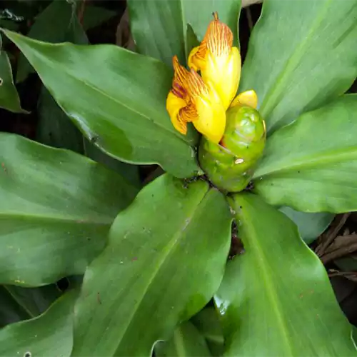 Insulin Plant, Costus Igneus – Plant
