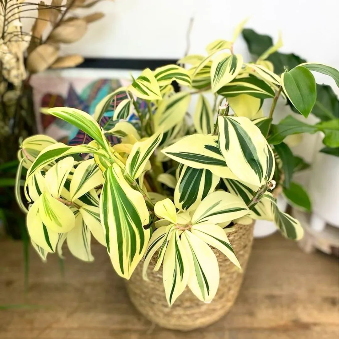 Buy Costus Arabicus Variegata, (Spiral Ginger) - Plant Online at Lalitenterprise