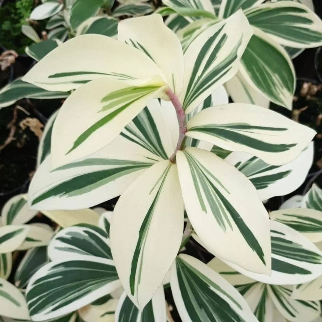 Buy Variegated, Spiral Ginger - Plant Online at Lalitenterprise