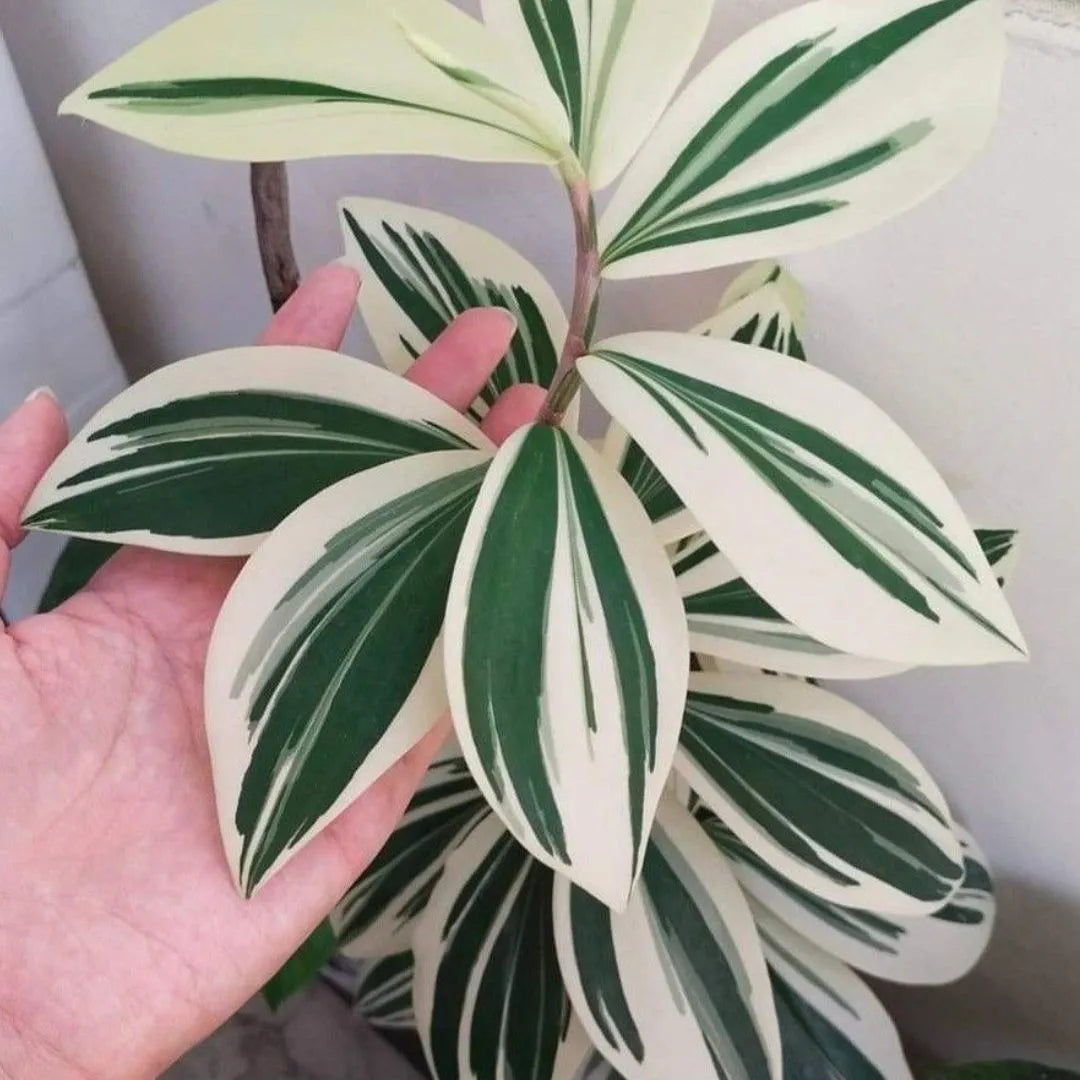 Buy Costus Arabicus Variegata - Plant Online at Lalitenterprise