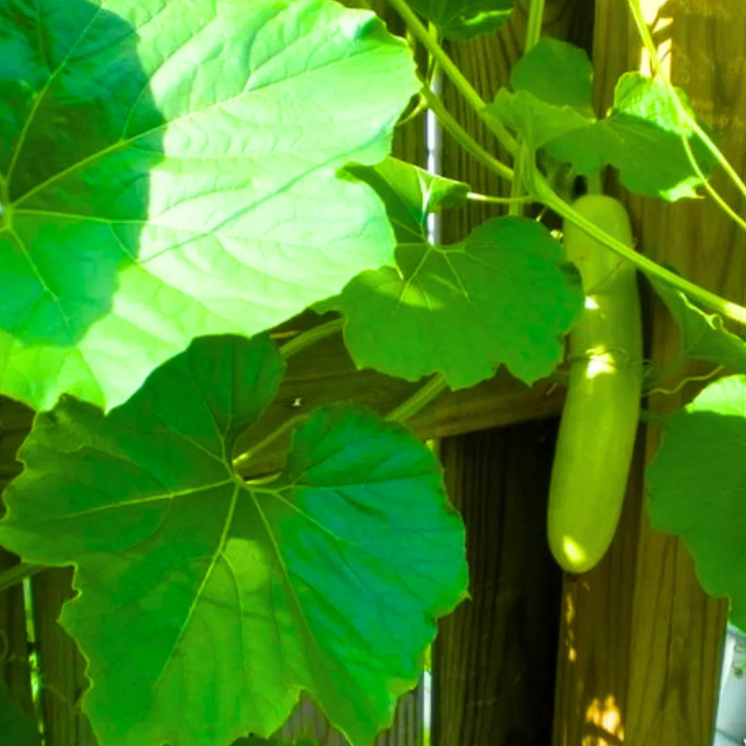 Buy Creeper Vegetable Seeds Combo Online at Lalitenterprise