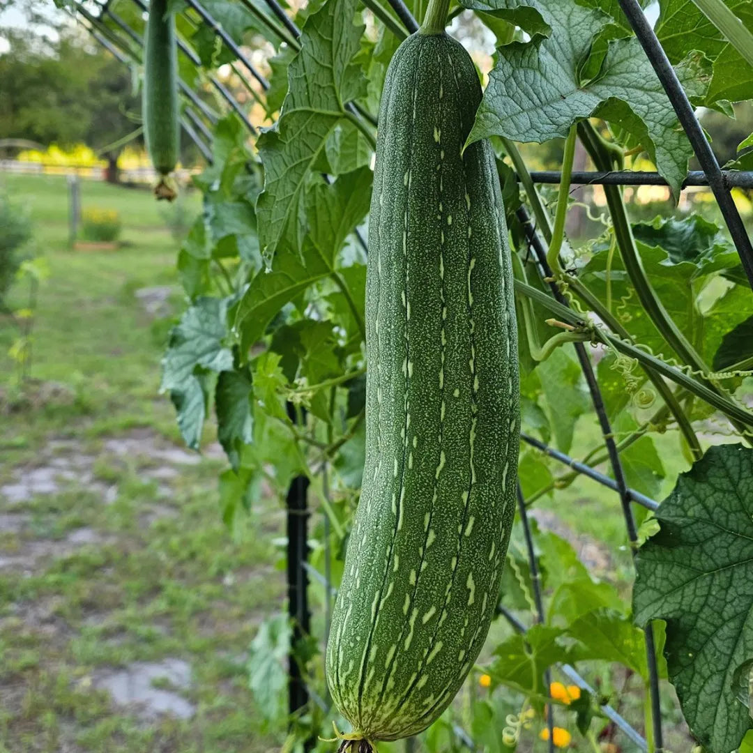 Buy Creeper Vegetable Seeds Combo Online at Lalitenterprise