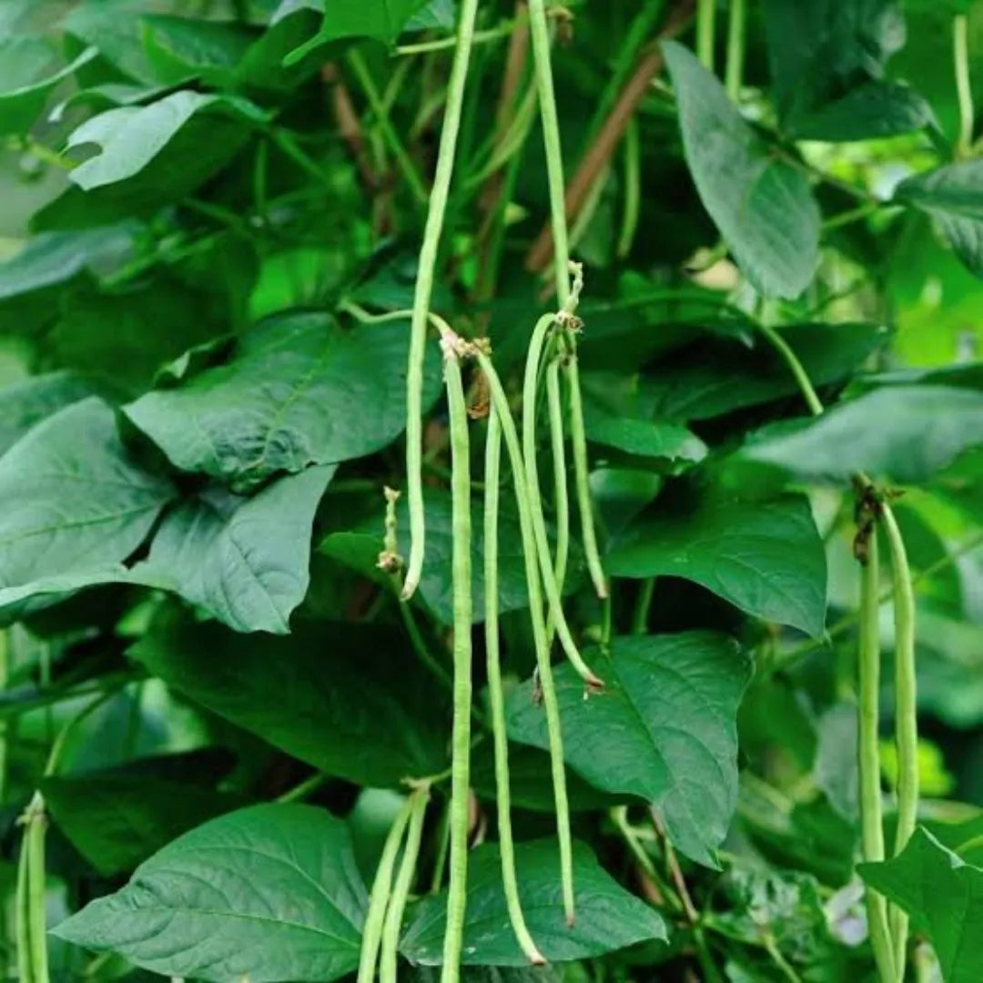 Buy Creeper Vegetable Seeds Combo Online at Lalitenterprise