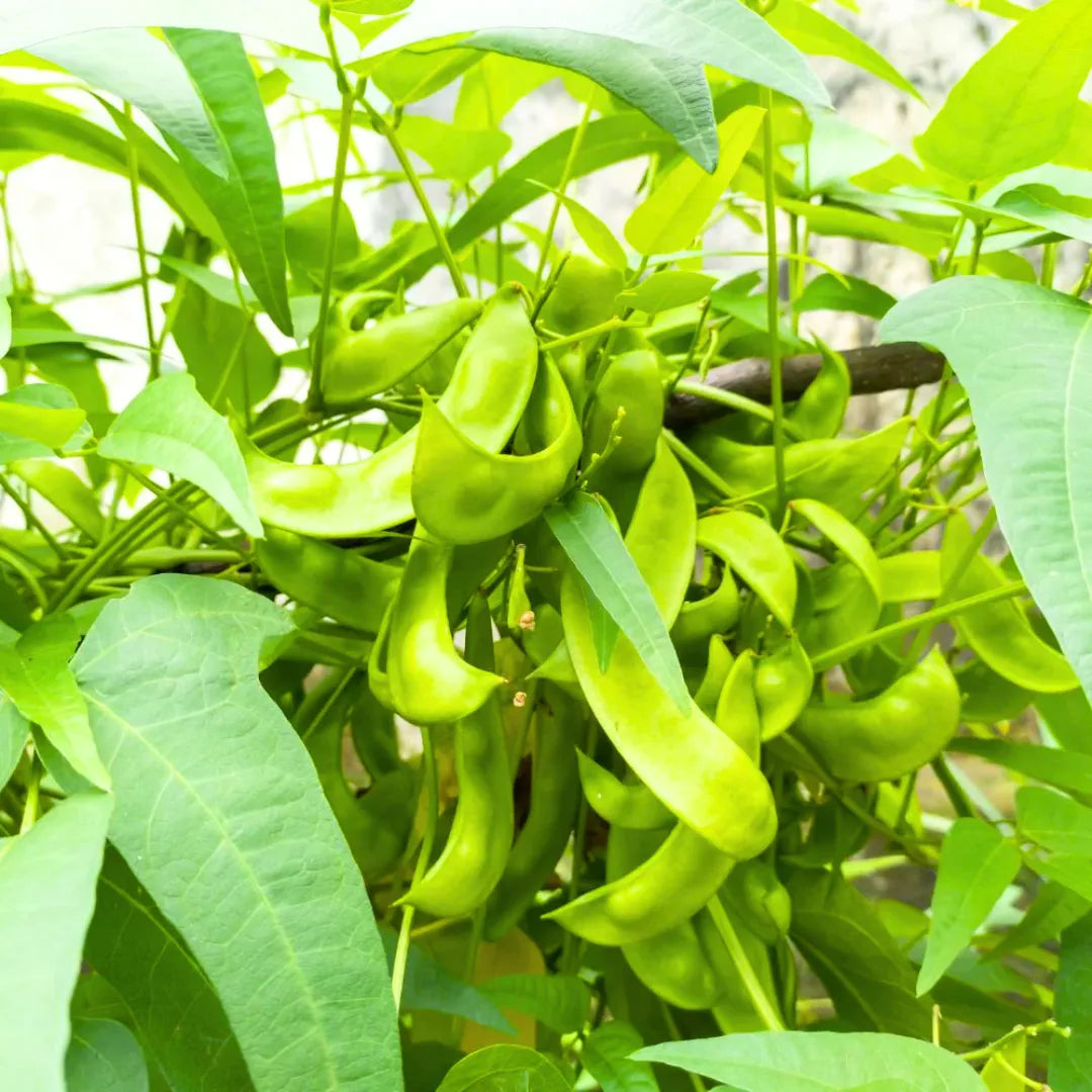 Buy Creeper Vegetable Seeds Combo Online at Lalitenterprise