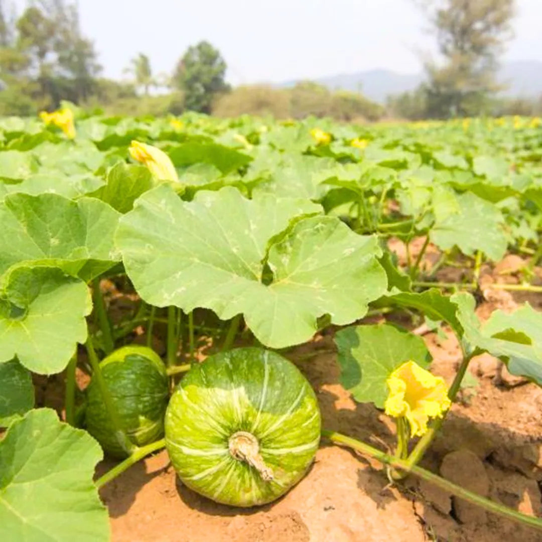 Buy Creeper Vegetable Seeds Combo Online at Lalitenterprise