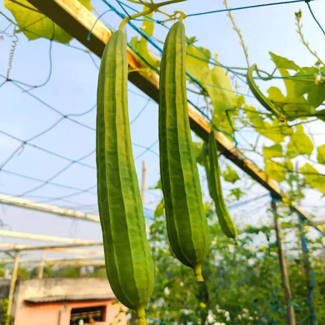 Buy Creeper Vegetable Seeds Combo Online at Lalitenterprise