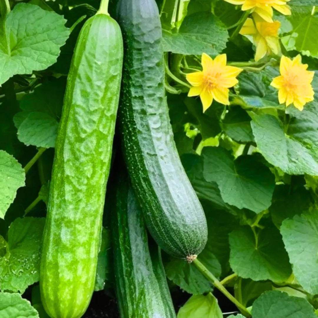 Buy Creeper Vegetable Seeds Combo Online at Lalitenterprise