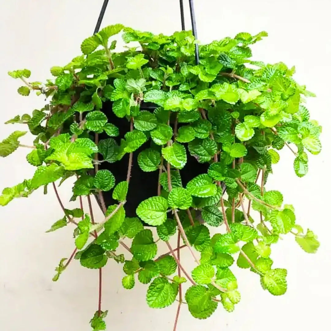 hanging disco ball planter Disco Ball Planter: Small Rose Gold (4 inch) – Edge of Urge