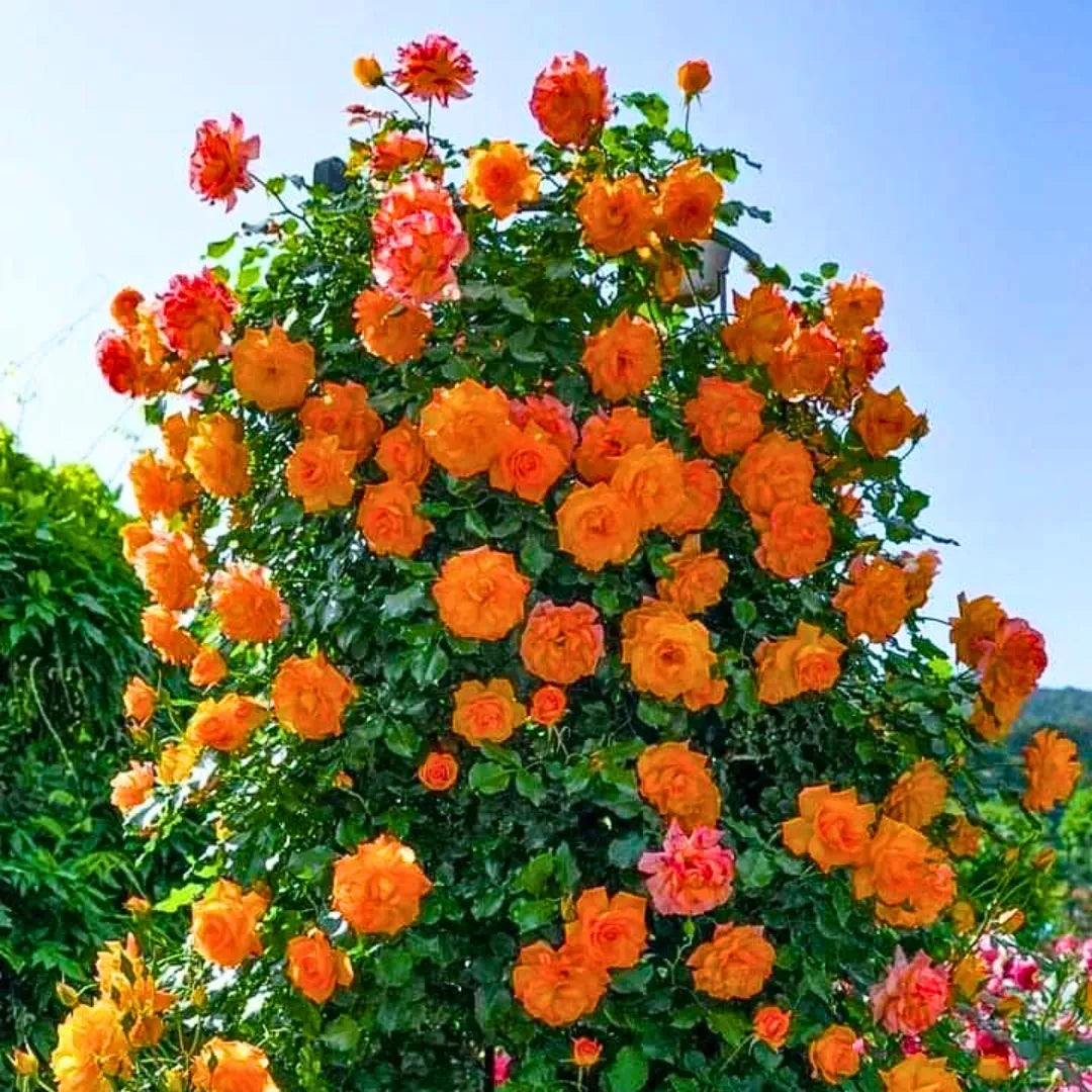 Buy Creeping, Climbing Rose "Orange" - Plant Online at Lalitenterprise