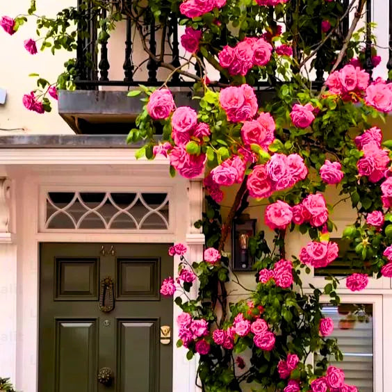 Buy Creeping Rose Plant (Pink) Online at Lalitenterprise