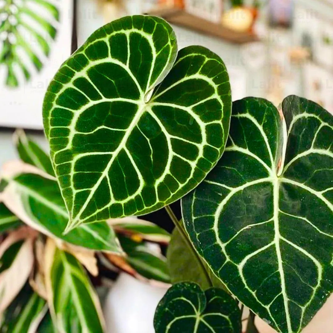 Anthurium Crystallinum (Crystal Anthurium)