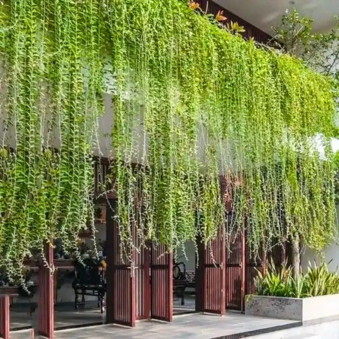 Buy Curtain Creeper (Tarlmounia Elliptica) - Plant Online at Lalitenterprise