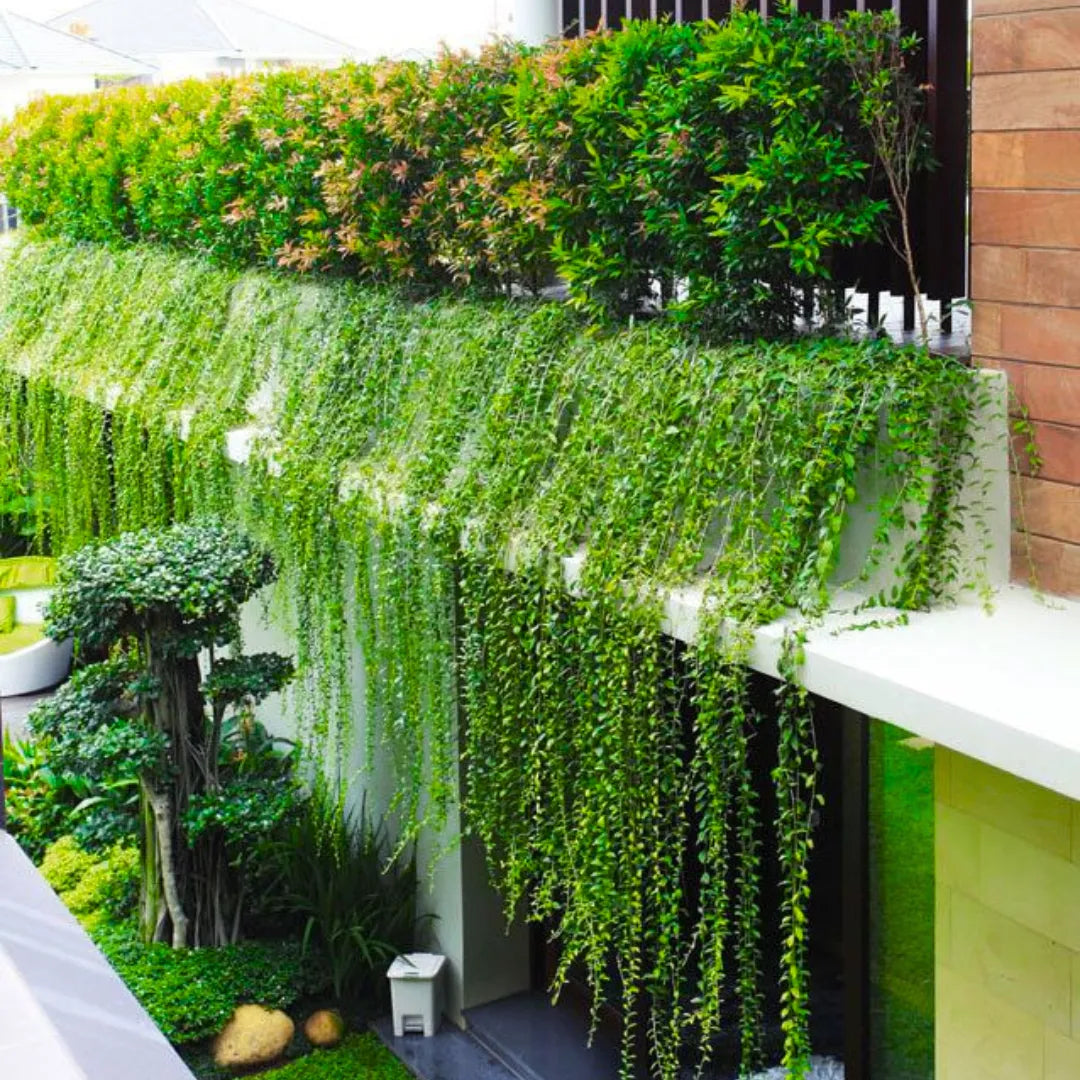 Buy Curtain Creeper (Tarlmounia Elliptica) - Plant Online at Lalitenterprise