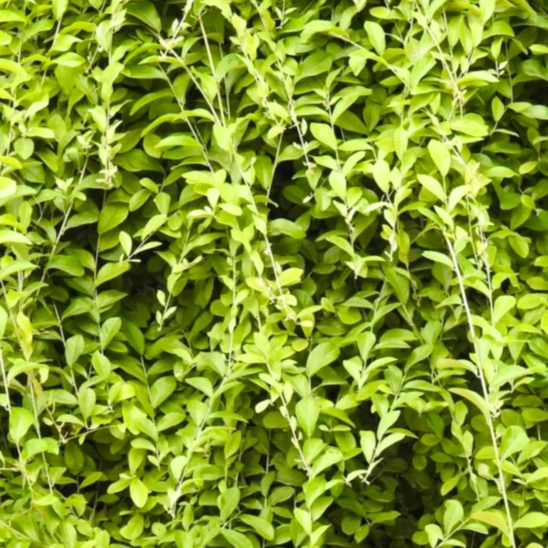 Buy Curtain Creeper (Tarlmounia Elliptica) - Plant Online at Lalitenterprise