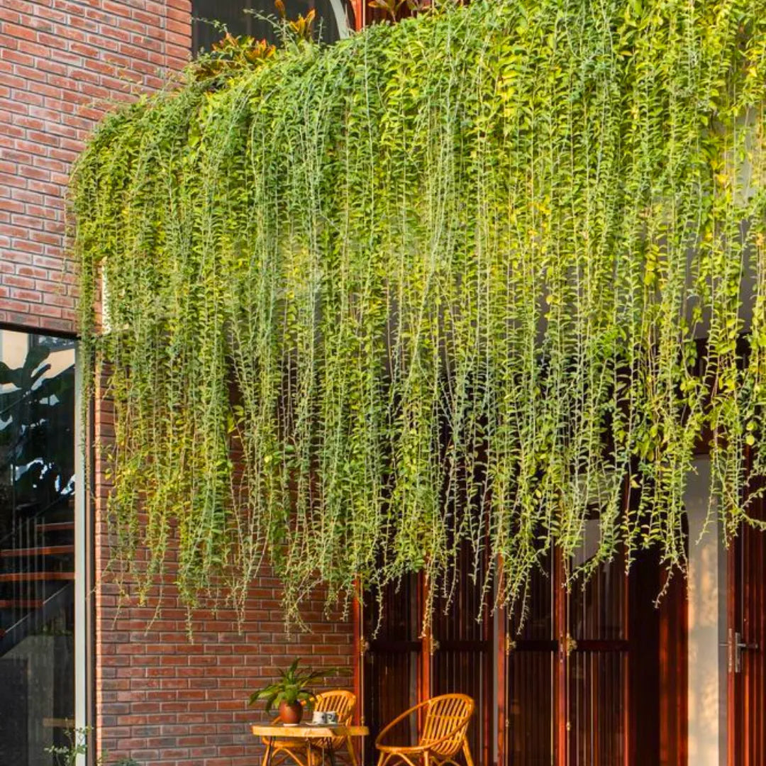 Buy Curtain Creeper (Tarlmounia Elliptica) - Plant Online at Lalitenterprise