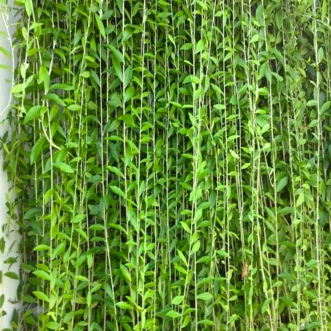 Buy Curtain Creeper (Tarlmounia Elliptica) - Plant Online at Lalitenterprise