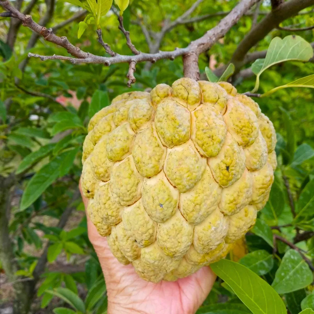 Buy Annona Squamosa Golden - Plant Online at Lalitenterprise