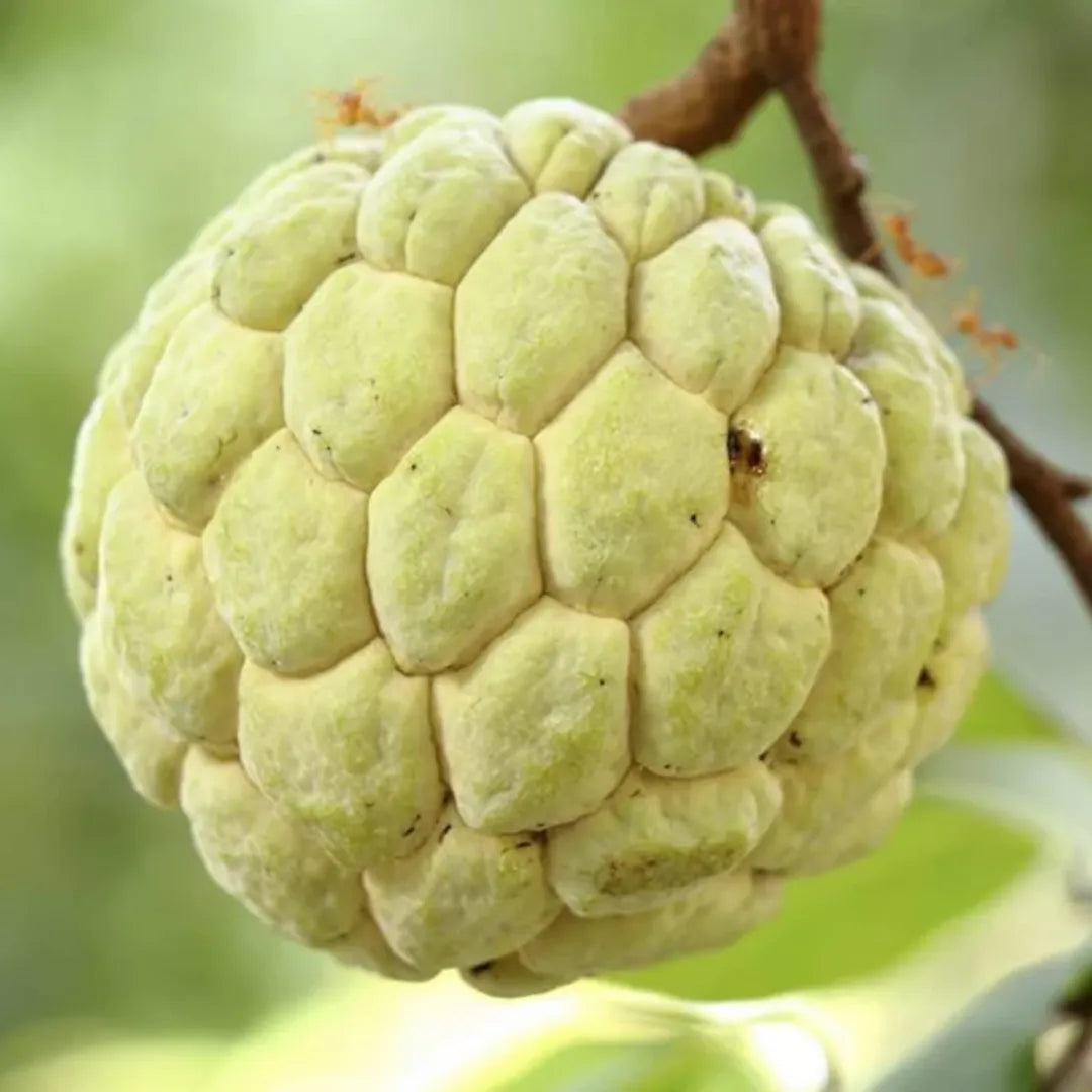 Buy Custard Apple "Golden" - Plant Online at Lalitenterprise