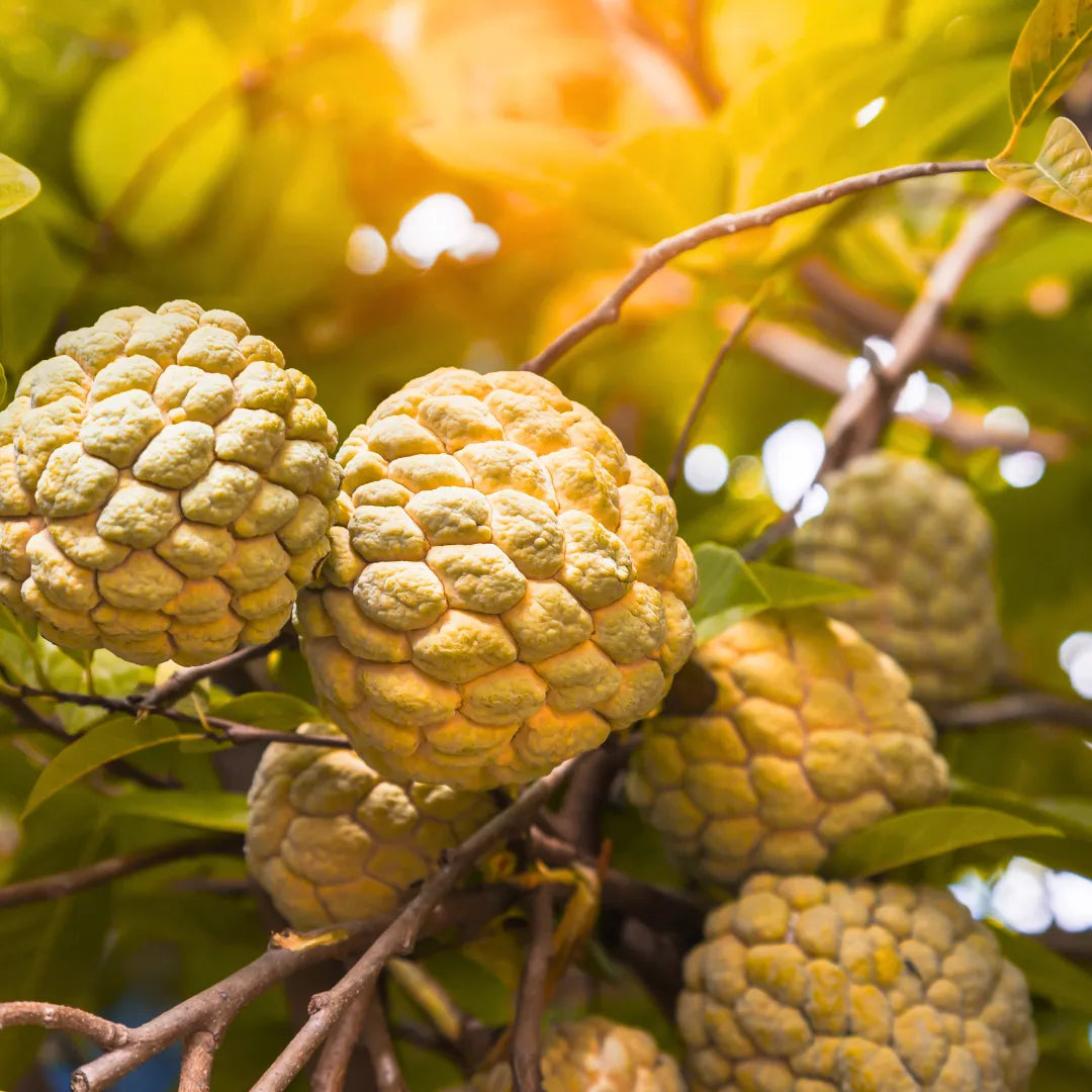 Buy Golden Sitafal - Plant Online at Lalitenterprise