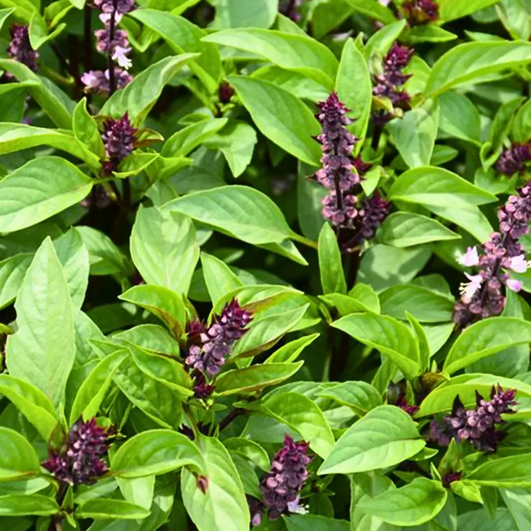 Buy Damro Tulsi (Ocimum basilicum) - Plant Online at Lalitenterprise